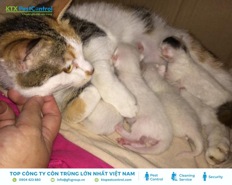 Mèo hoang sinh sản nhanh, nếu không kiểm soát sớm sẽ dễ hình thành đàn lớn, khó xử lý