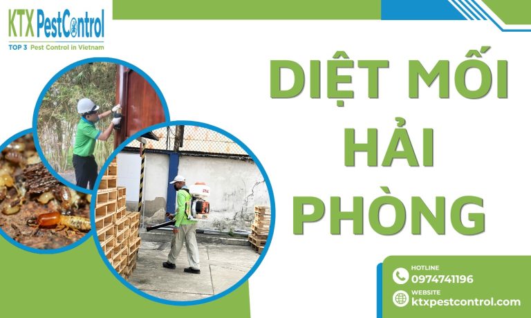 Diệt mối Hải Phòng tận nơi, uy tín, chuyên nghiệp, bảo hành đến 5 năm