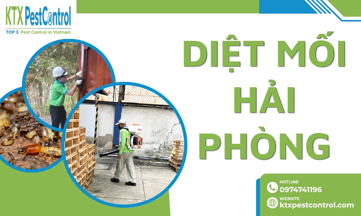 Diệt mối Hải Phòng tận nơi, uy tín, chuyên nghiệp, bảo hành đến 5 năm