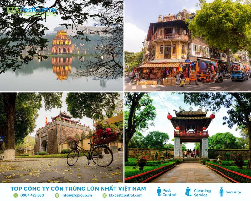 KTX cung cấp dịch vụ diệt mối Hà Nội uy tín