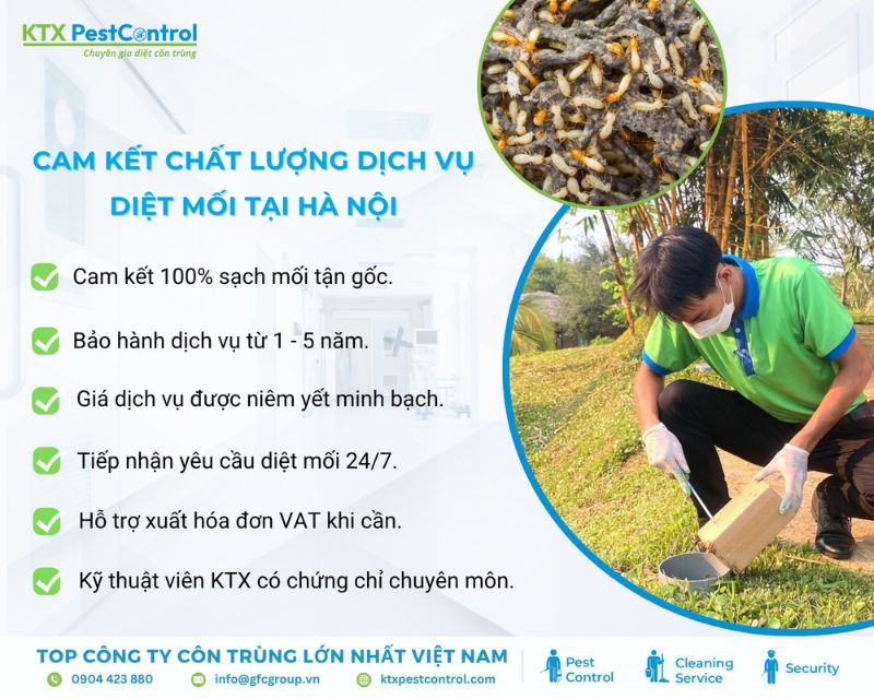 KTX cam kết cung cấp dịch vụ diệt mối tại Hà Nội