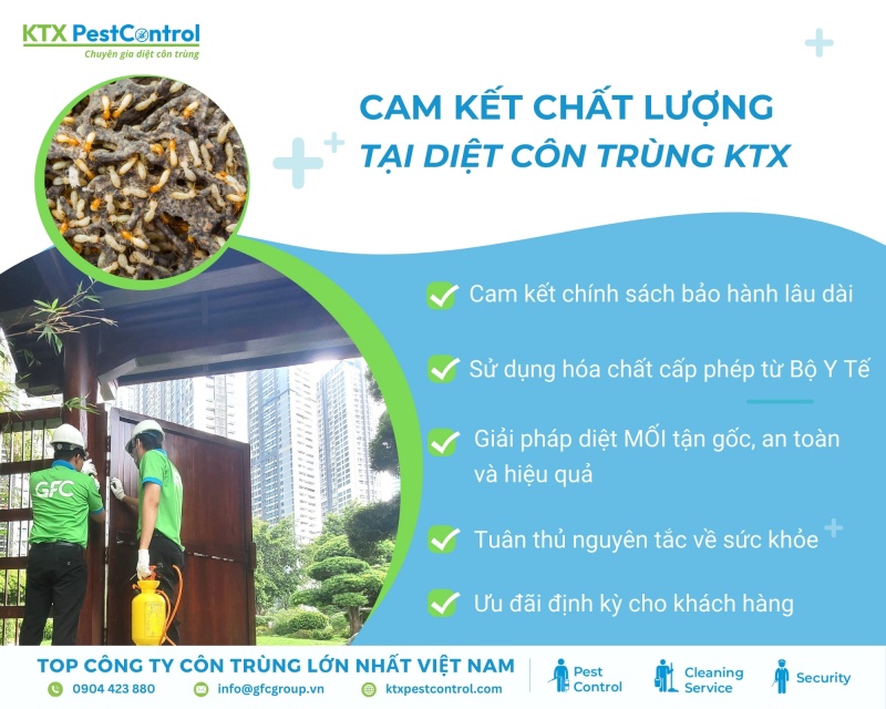 KTX cam kết cung cấp dịch vụ diệt mối chất lượng cao tại Đông Anh, an toàn và hiệu quả