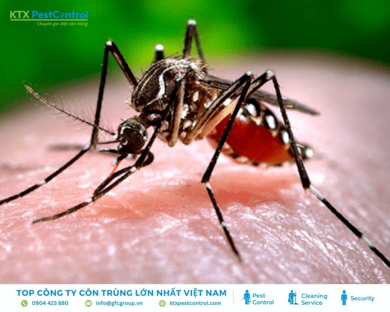 Muỗi truyền nhiều bệnh nguy hiểm, gây tử vong cao, đặc biệt ở trẻ nhỏ và vùng nhiệt đới