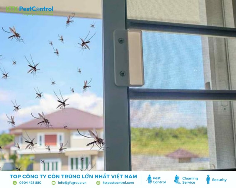 Muỗi sinh sôi ở nơi ẩm thấp, gây mất vệ sinh và tiềm ẩn nguy cơ bùng phát dịch bệnh
