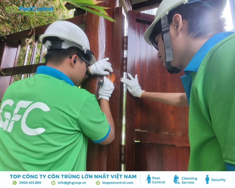 Hai kỹ thuật viên dịch vụ diệt mối huyện Ba Vì kiểm tra mối trong khe cửa gỗ