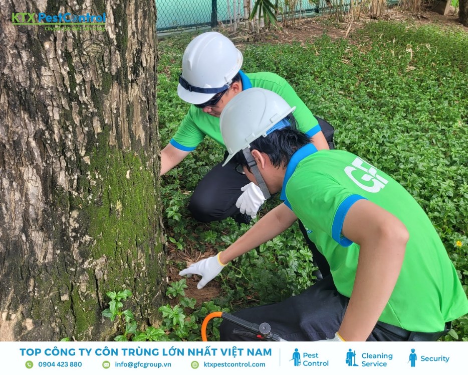Nhân viên khảo sát tổ mối dưới gốc cây tại huyện Hoài Đức nhằm thực hiện dịch vụ diệt mối tận gốc ngoài trời