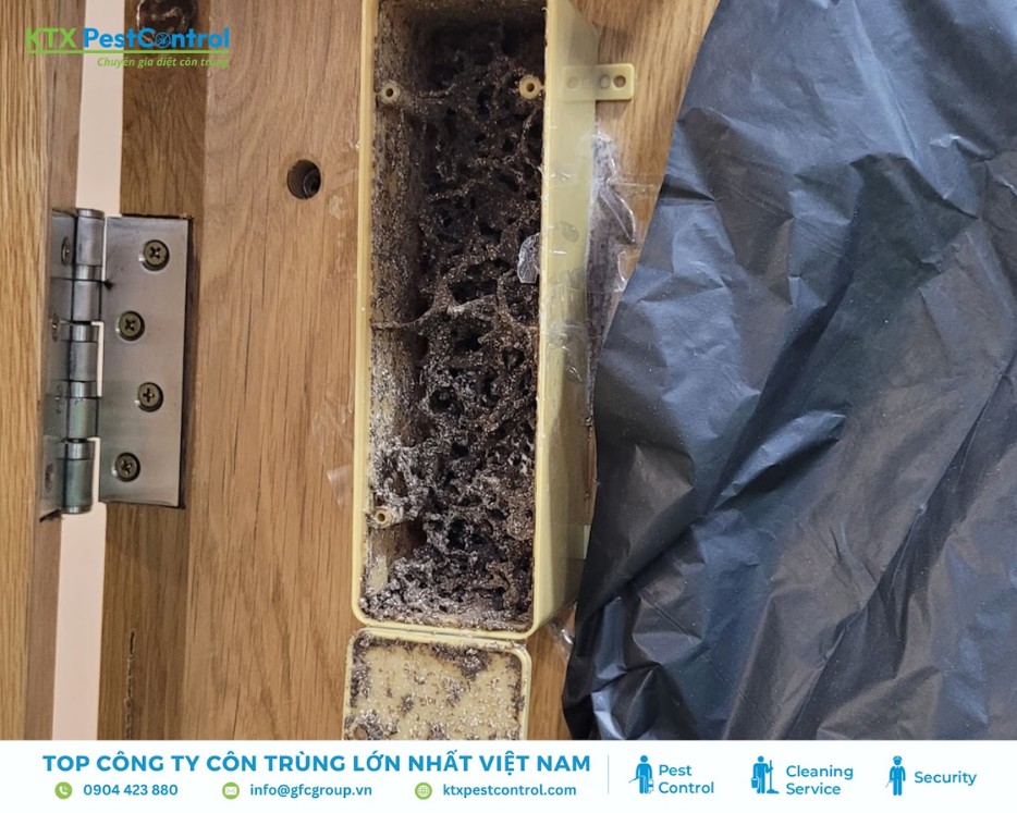 Ổ mối phá hoại bên trong khung cửa