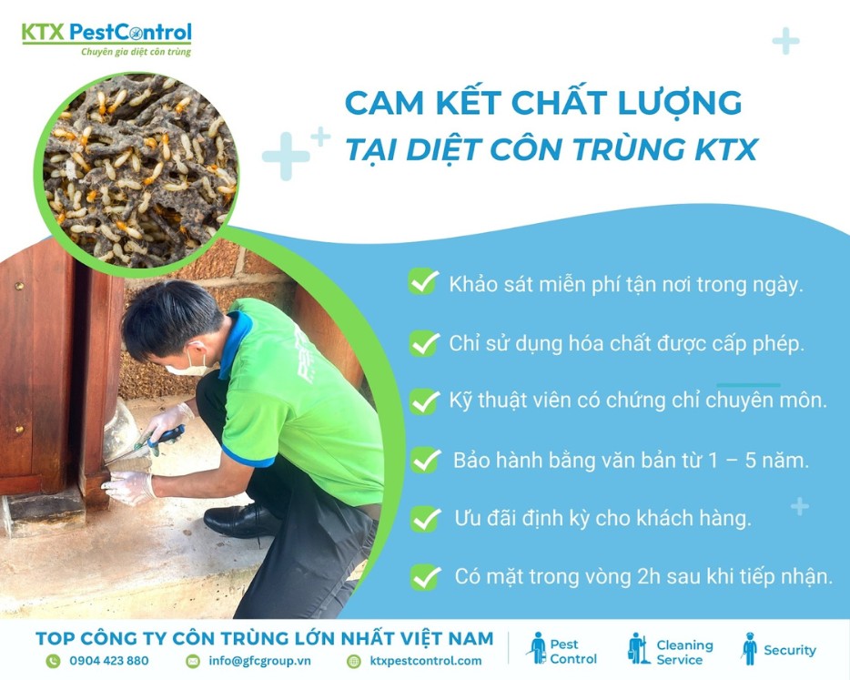 KTX cam kết dịch vụ diệt mối quận Hai Bà Trưng uy tín, hiệu quả, đúng quy trình