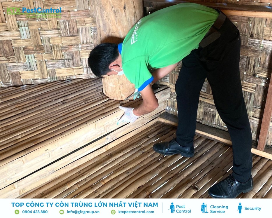 Kỹ thuật viên KTX Pest Control xử lý tổ mối bên trong nền nhà tre trong dịch vụ diệt mối quận Hai Bà Trưng