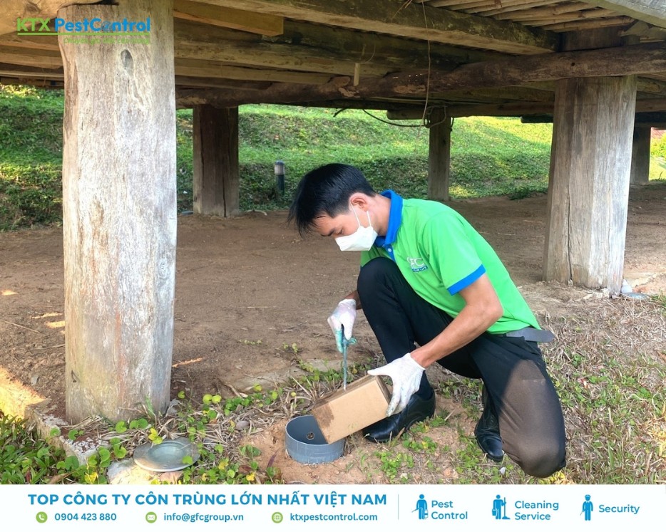 Nhân viên đặt hộp nhử mối dưới nền nhà gỗ trong dịch vụ diệt mối quận Hai Bà Trưng