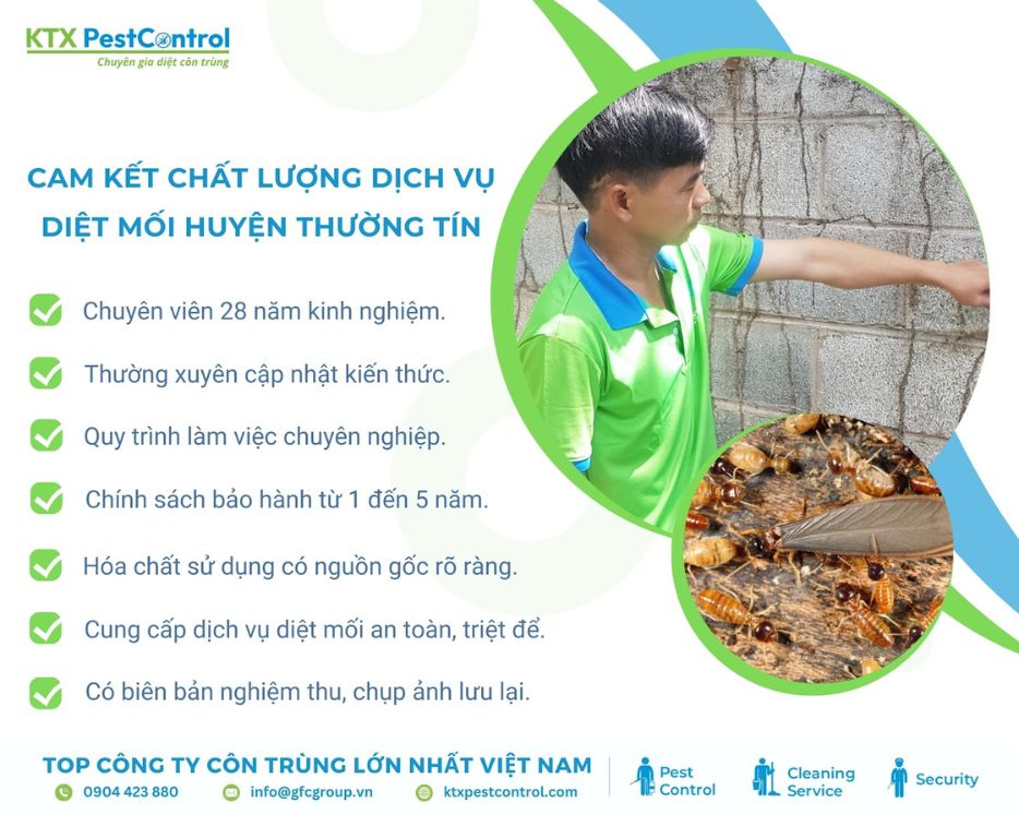 dịch vụ diệt mối Thường Tín cam kết chất lượng