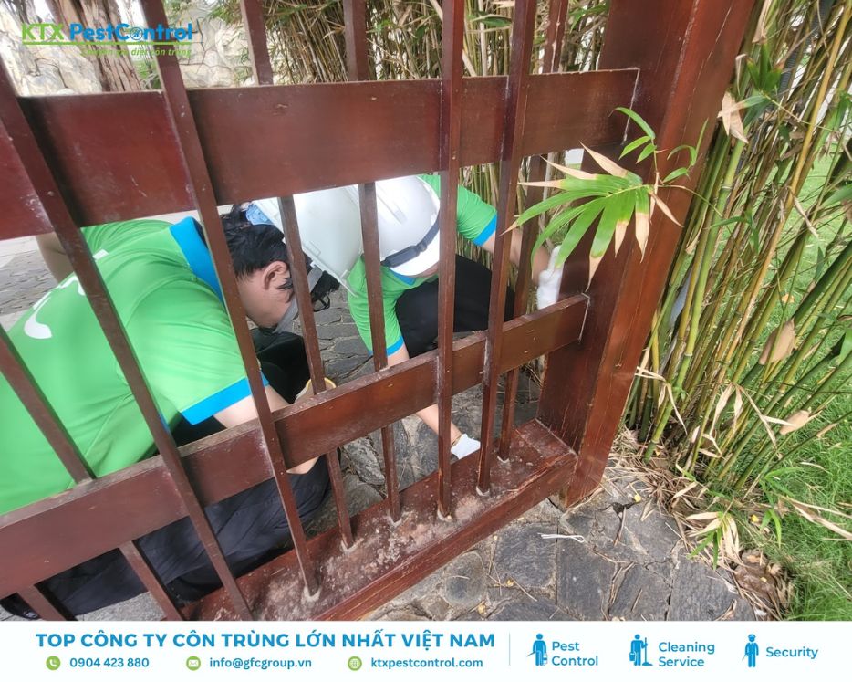 Kiểm soát tiêu diệt tổ mối dưới cổng gỗ