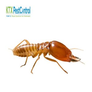 Dịch vụ diệt mối