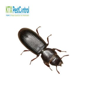 Dịch vụ diệt mọt