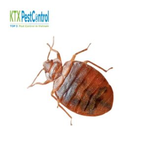 Dịch vụ diệt rệp