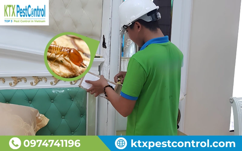 Kỹ thuật viên Diệt Côn Trùng KTX xử lý mối thực tế tại công trình