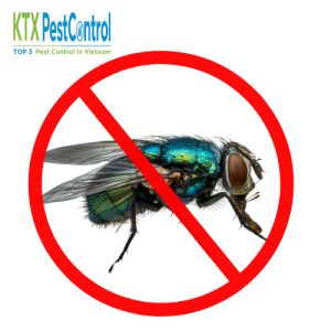 Dịch vụ diệt ruồi
