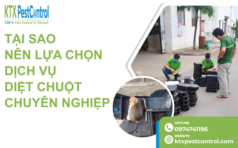 Lựa chọn dịch vụ diệt chuột chuyên nghiệp sẽ giúp mang lại hiệu quả cao, tiết kiệm chi phí