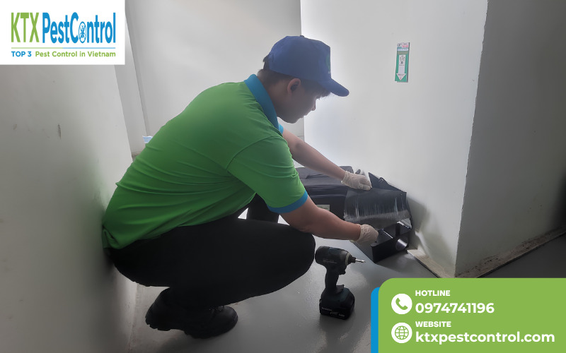 Kỹ thuật tiến hành đặt bẫy chuột tại khu vực đã được đánh dấu