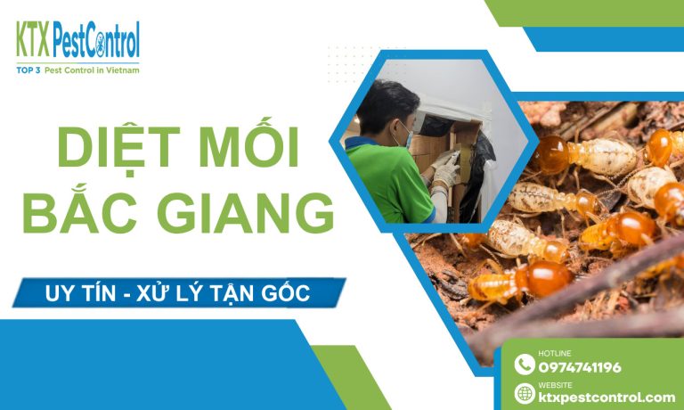 Dịch Vụ Diệt Mối Bắc Giang Uy Tín, Xử Lý Tận Gốc