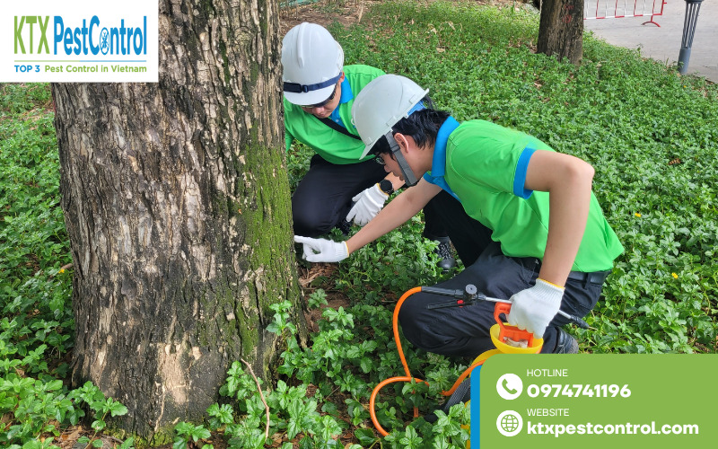 Quy trình diệt mối Bắc Giang chuyên nghiệp gồm khảo sát, xử lý, kiểm tra và bảo hành dịch vụ