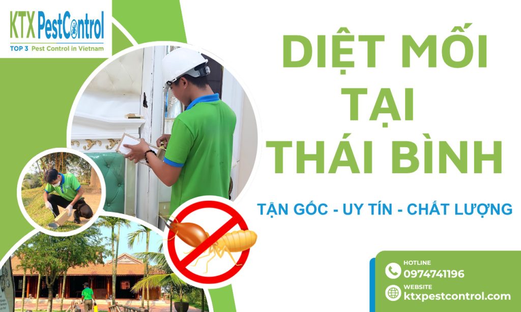 Diệt mối tại Thái Bình uy tín, xử lý tận gốc