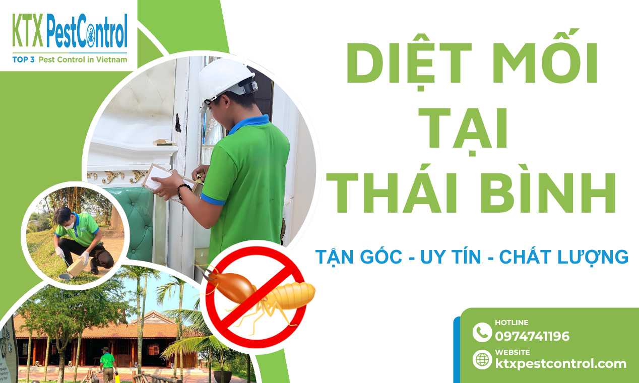 Diệt mối tại Thái Bình uy tín, xử lý tận gốc