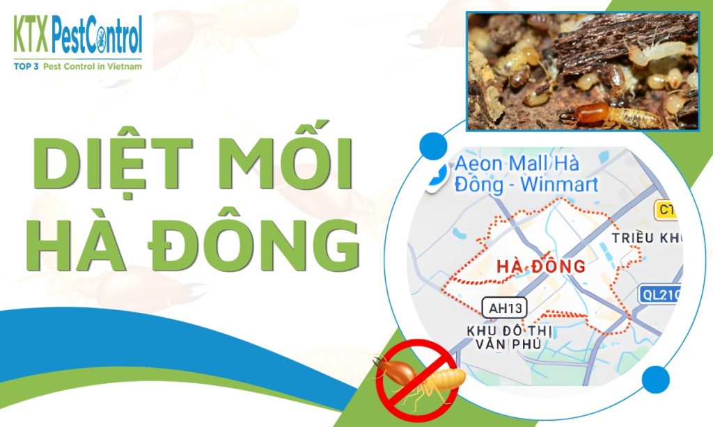 Dịch vụ diệt mối Hà Đông tận gốc, khảo sát hiện trạng và xử lý theo quy trình