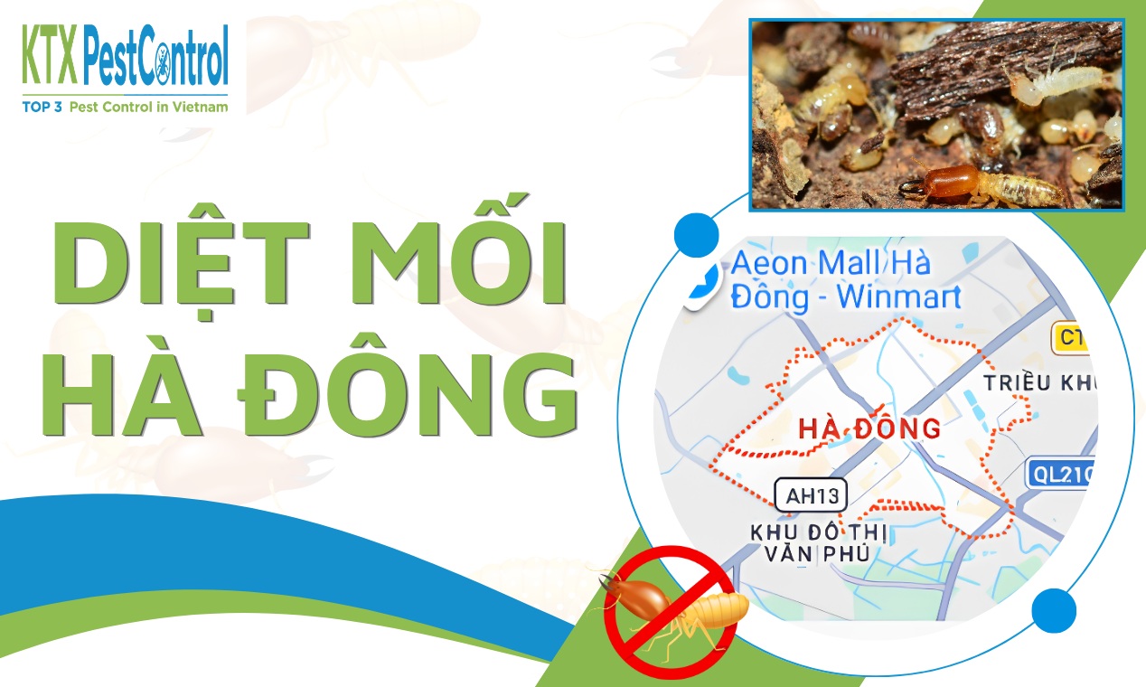 Dịch vụ diệt mối Hà Đông tận gốc, khảo sát hiện trạng và xử lý theo quy trình