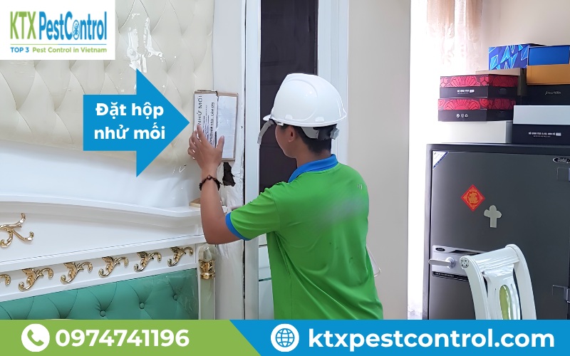 Kỹ thuật viên KTX đặt hộp nhử mối tại khu vực ổ mối