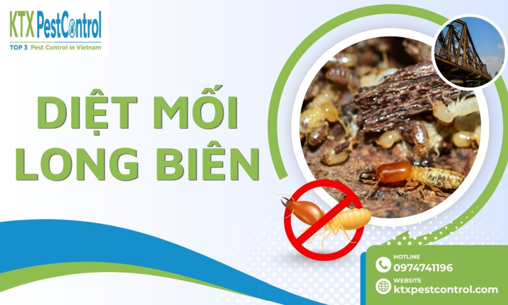 Dịch vụ diệt mối Long Biên tận gốc, chuyên nghiệp