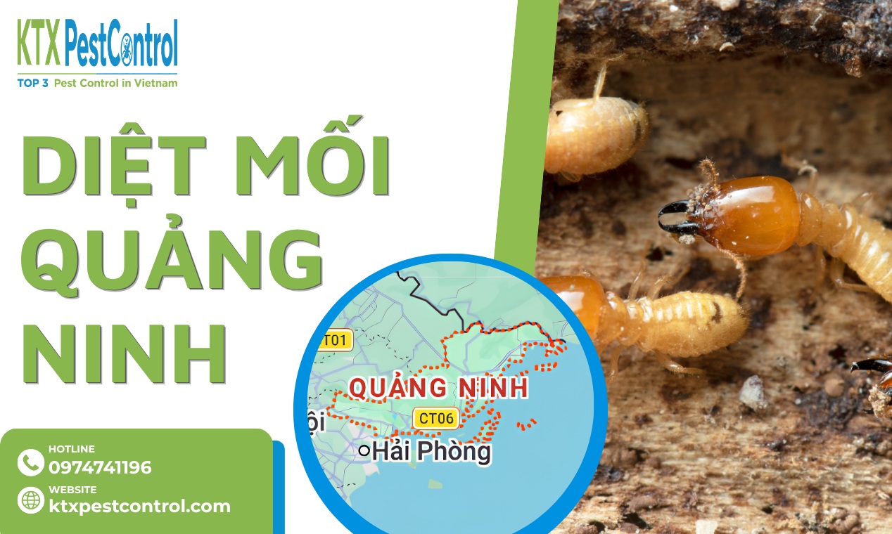 Diệt mối Quảng Ninh tận nơi, bảo hành từ 1–5 năm
