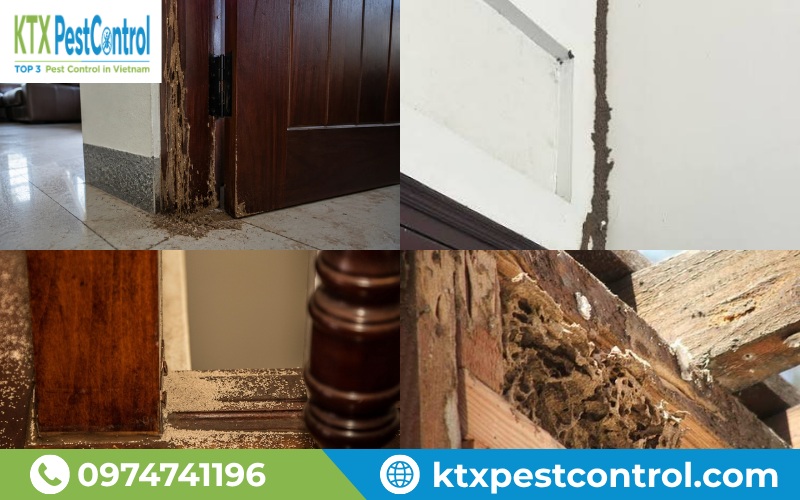 Dấu hiệu nhận biết công trình đang bị mối xâm nhập và ảnh hưởng