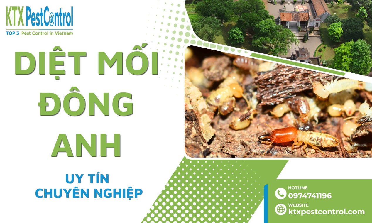 Dịch Vụ Diệt Mối Tại Đông Anh Tận Gốc, Uy Tín 