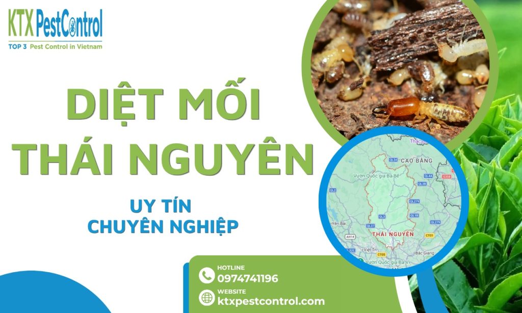 Dịch vụ diệt mối Thái Nguyên tận gốc, bảo hành dài hạn tới 5 năm