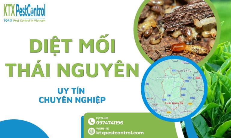 Dịch vụ diệt mối Thái Nguyên tận gốc, bảo hành dài hạn tới 5 năm