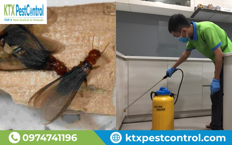 Phương pháp diệt mối bằng dung dịch phun mối của KTX