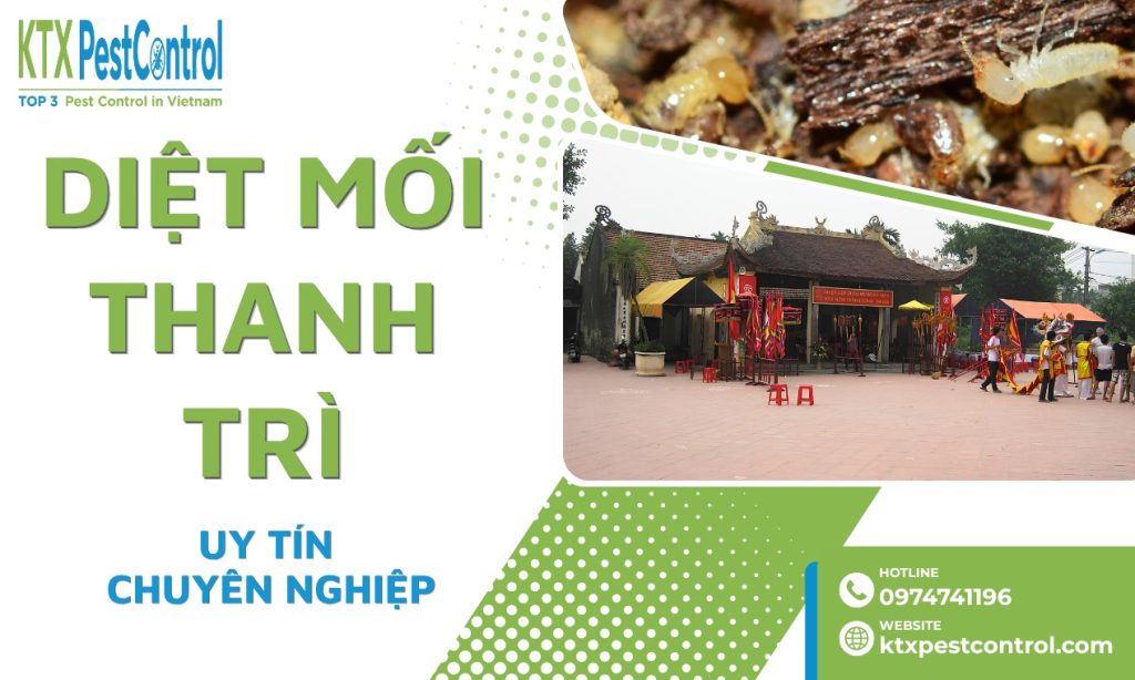 Dịch Vụ Diệt Mối Thanh Trì Hà Nội Uy Tín, Giá Rẻ 
