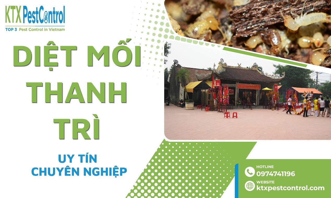 Dịch Vụ Diệt Mối Thanh Trì Hà Nội Uy Tín, Giá Rẻ 