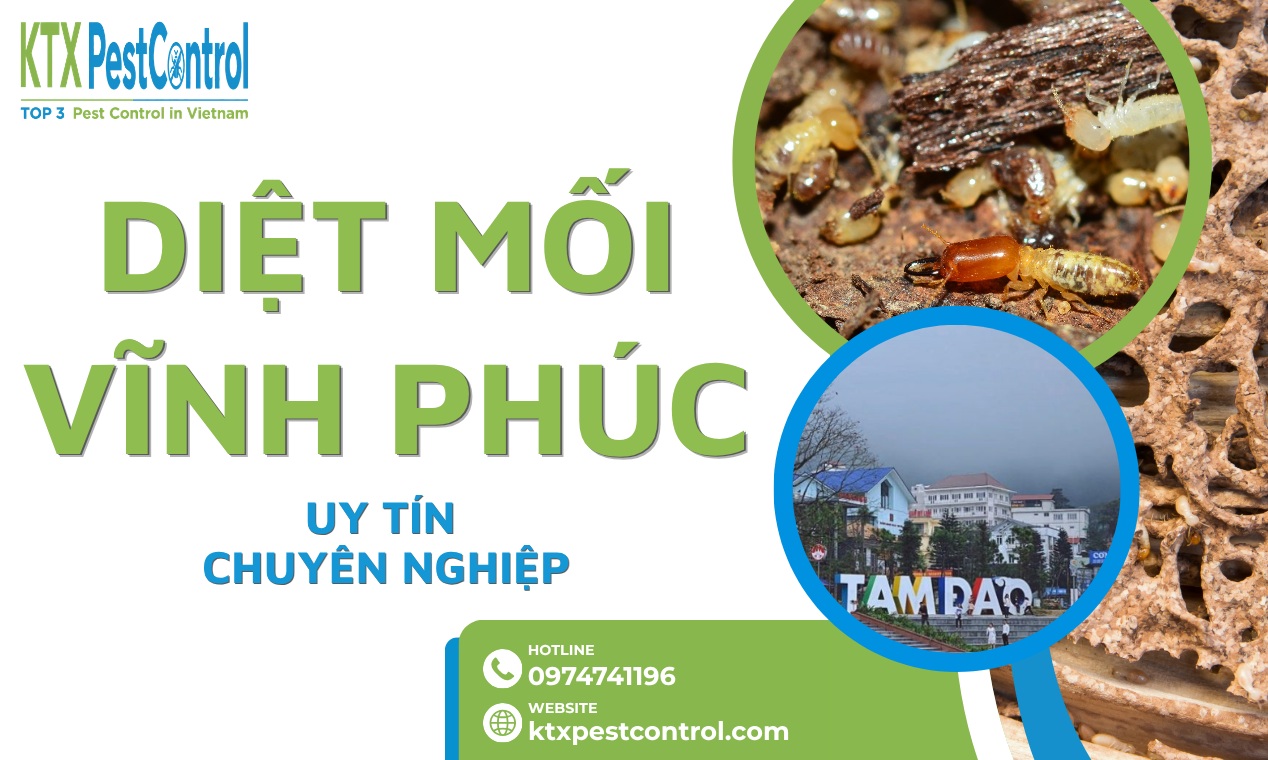 Dịch Vụ Diệt Mối Vĩnh Phúc Uy Tín, Bảo Hành Dài Hạn 