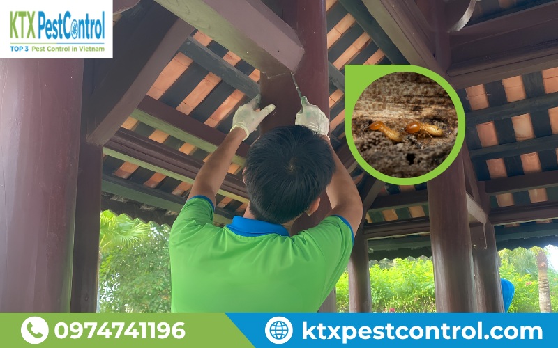 Diệt Côn Trùng KTX cung cấp dịch vụ diệt mối Vĩnh Phúc uy tín, chuyên nghiệp