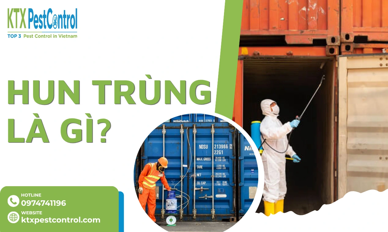 Hun Trùng Là Gì? Quy Trình Hun Trùng Hàng Xuất Khẩu