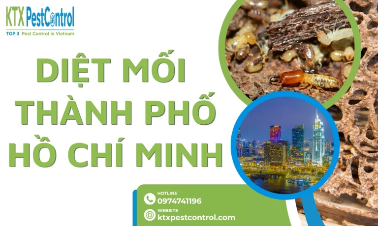 Dịch vụ diệt mối TPHCM chuyên nghiệp, uy tín, bảo hành 1-5 năm
