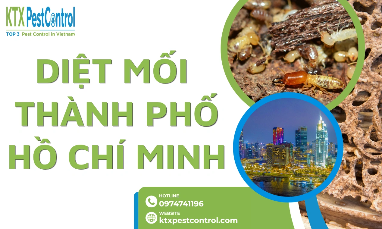 Dịch vụ diệt mối TPHCM chuyên nghiệp, uy tín, bảo hành 1-5 năm