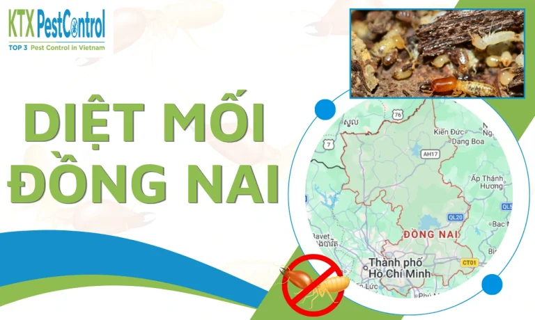 Dịch vụ diệt mối Đồng Nai tận gốc, chuyên nghiệp