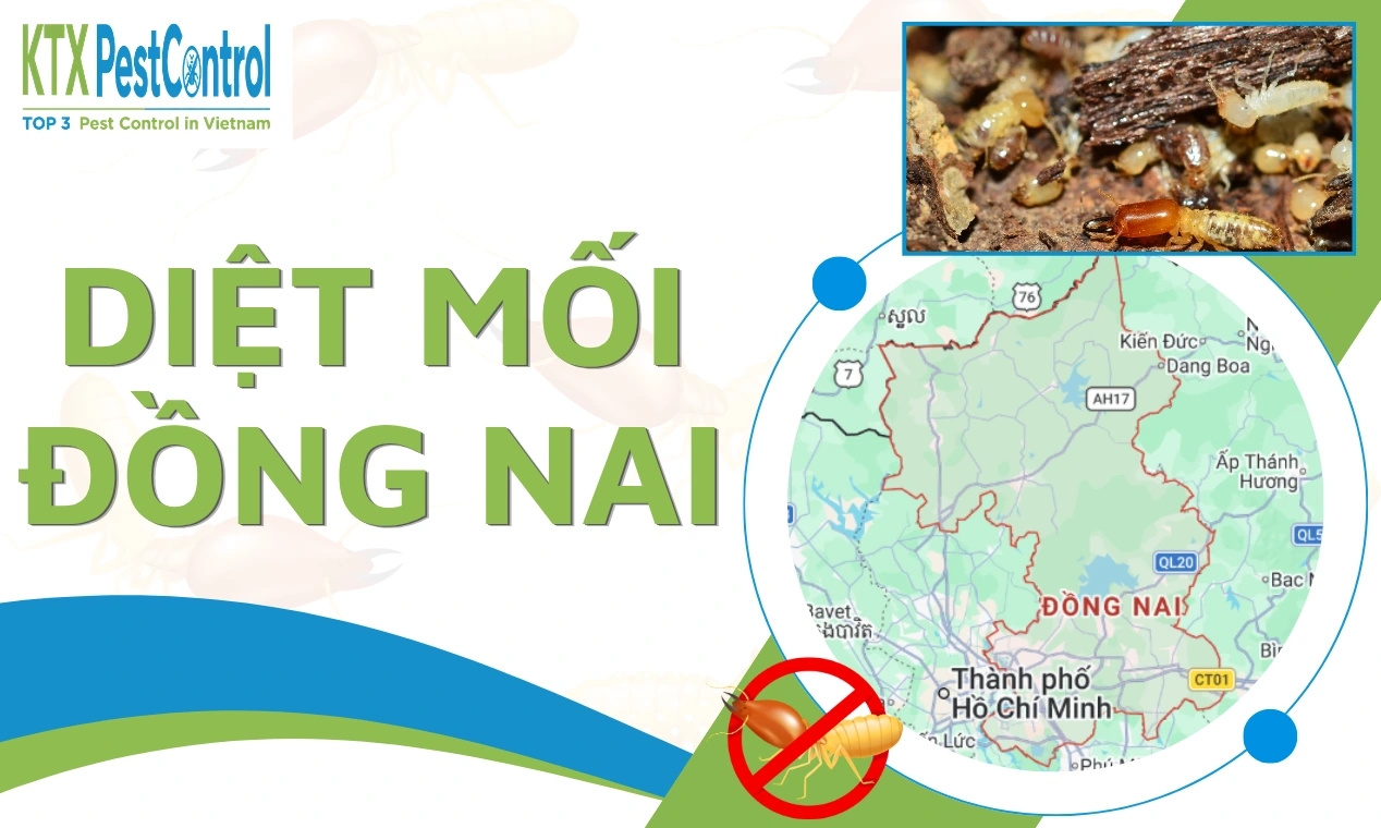 Dịch vụ diệt mối Đồng Nai tận gốc, chuyên nghiệp