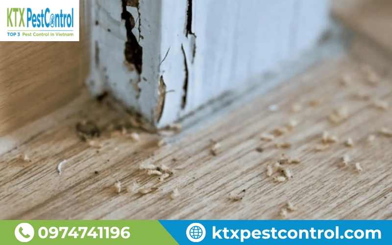 Nếu không xử lý kịp thời, mối sẽ làm suy yếu kết cấu gỗ và giảm giá trị thẩm mỹ của công trình