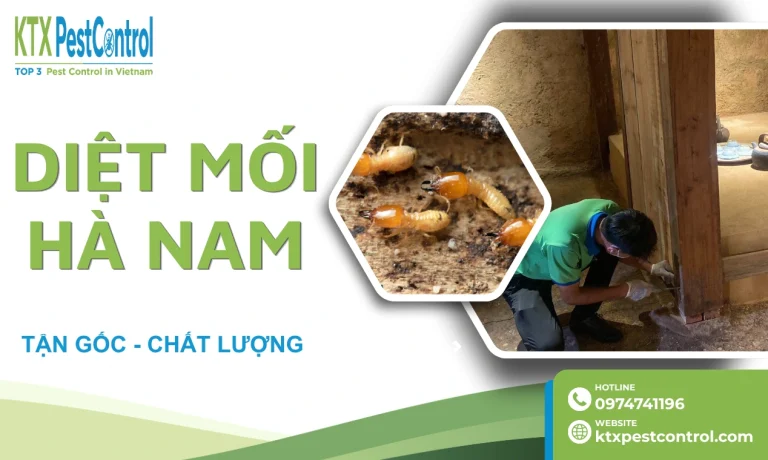Dịch vụ diệt mối tại Hà Nam chuyên nghiệp, uy tín