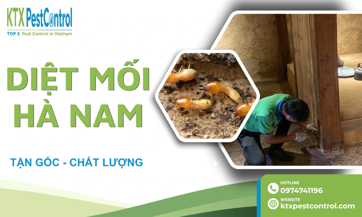 Dịch vụ diệt mối tại Hà Nam chuyên nghiệp, uy tín