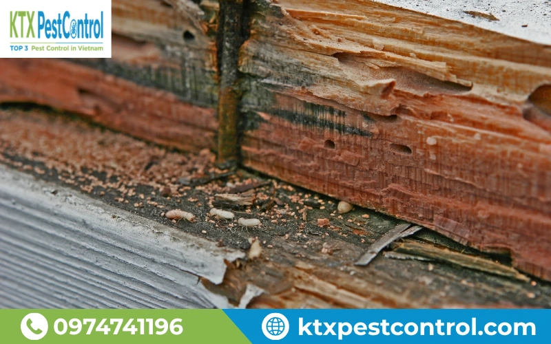 Nhận biết dấu hiệu mối xâm nhập giúp xử lý kịp thời, hạn chế hư hại và chi phí phát sinh